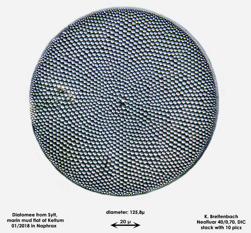 Bild 27 Diatomee aus Sylt/Keitum Watt, Art: Coscinodiscus pavillardii Forti 1922