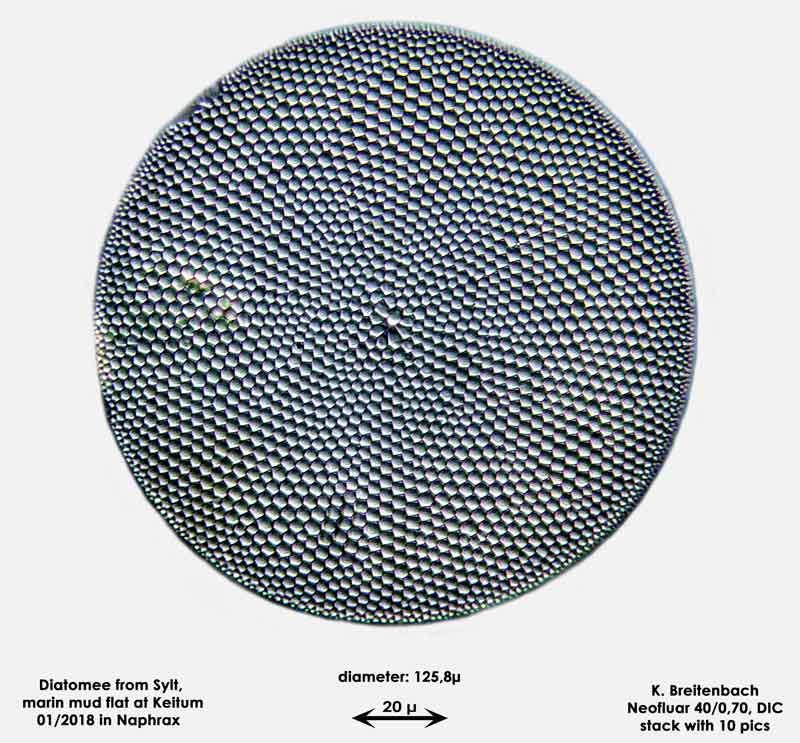 Bild 27 Diatomee aus Sylt/Keitum Watt, Art: Coscinodiscus pavillardii Forti 1922