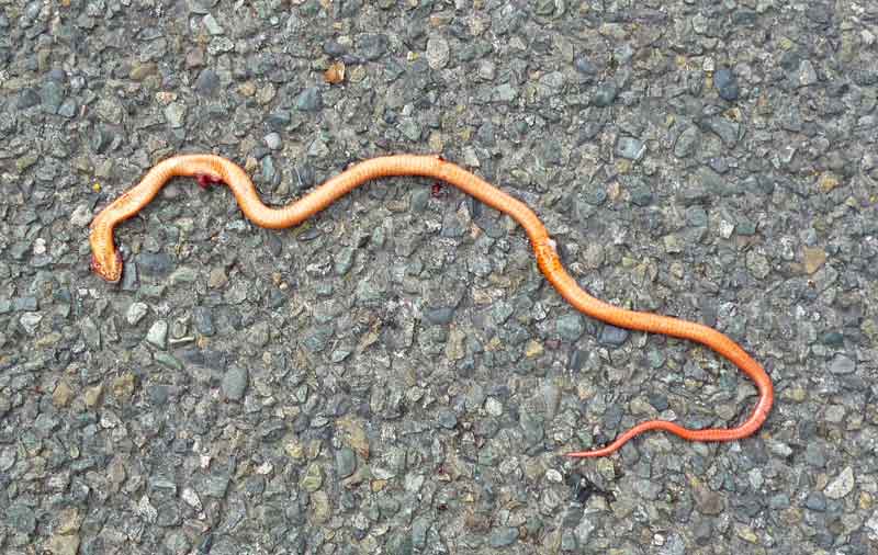 Bild 31 Schlange auf dem Rückweg auf der Straße