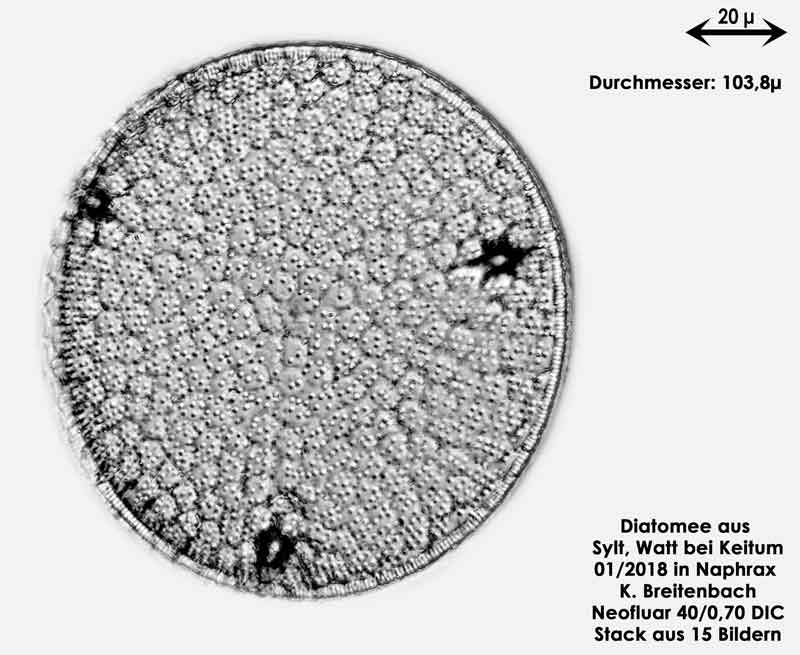 Bild 13 Diatomee aus Sylt/Keitum Watt, Art: Aulacodiscus argus (Ehrenberg) Schmidt 1886