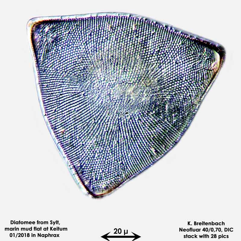 Bild 19 Diatomee aus Sylt/Keitum Watt, Art: Biddulphia rhombus var. trigona Cleve ex Van Heurck 1882