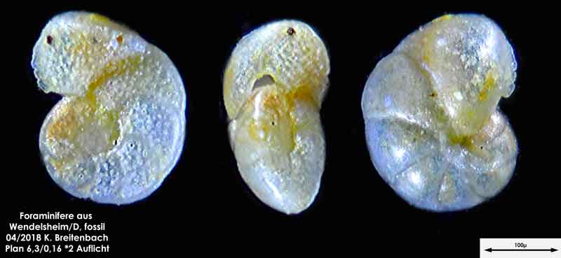 Bild 30 Foraminifere aus einer Sandgrube bei Wendelsheim Gattung: Melonis sp.