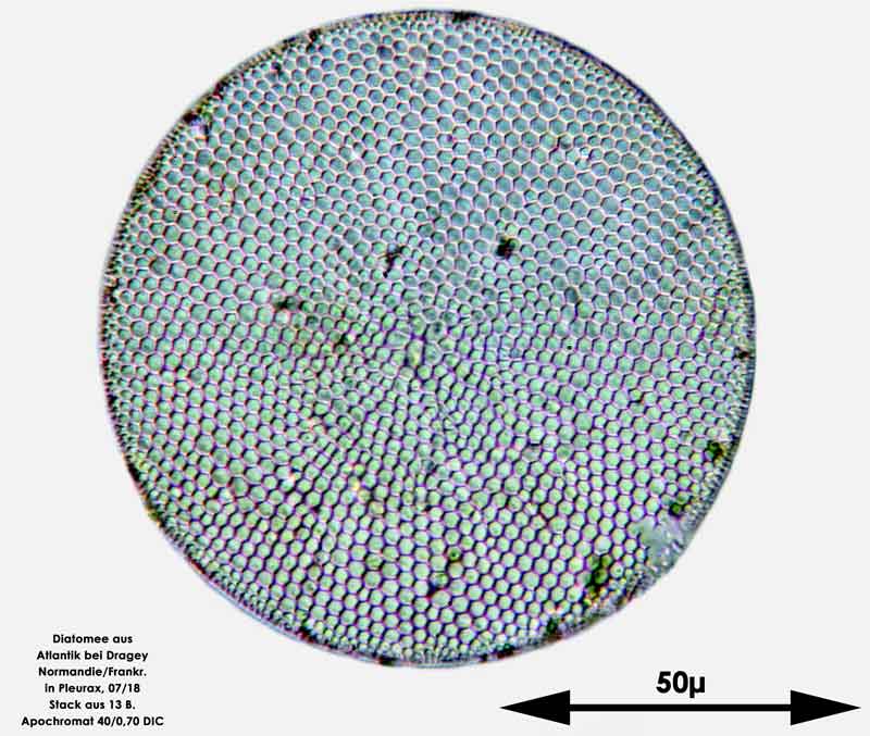 Bild 42 Diatomee aus dem Atlantik bei Draghey de Monton (Normandie). Gattung: Coscinodiscus sp.