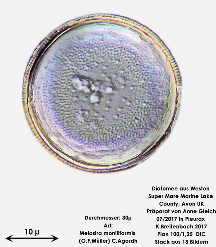 Bild 11 Diatomeen aus Weston Super Mare, UK Art: Melosira moniliformis (O.F.Müller) C.Agardh