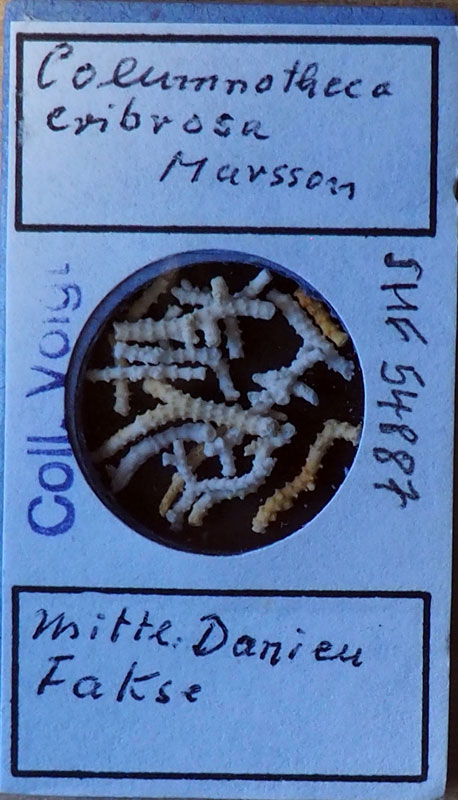 Senckenberg, Bryozoa, Bryozoen, Moostierchen, Sammlung Voigt