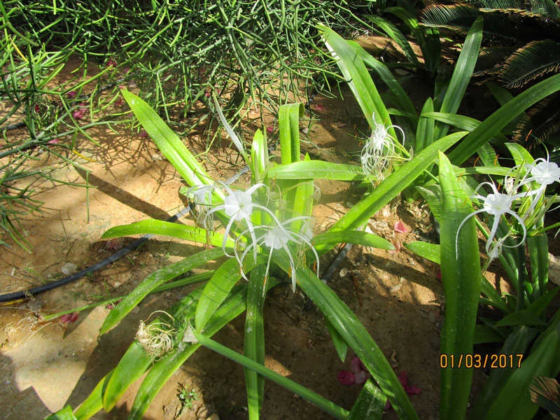 Bild 1 Blumen und Pflanzen im Hotel-Innenhof