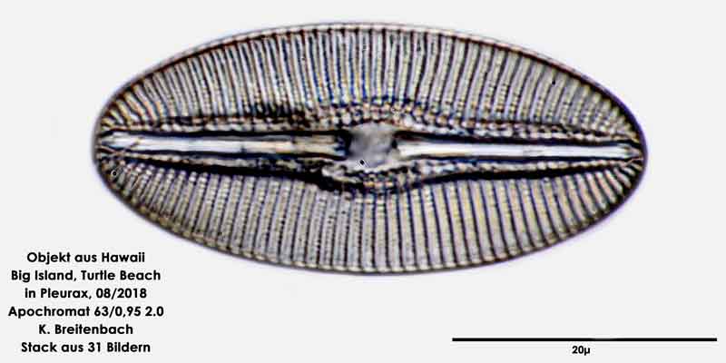 Bild 106 Diatomee aus Hawaii, Big Island, Turtle Beach. Gattung: konnte von mir nicht bestimmt werden