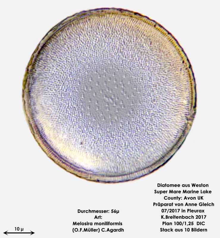 Bild 16 Diatomeen aus Weston Super Mare, UK Art: Melosira moniliformis (O.F.Müller) C.Agardh
