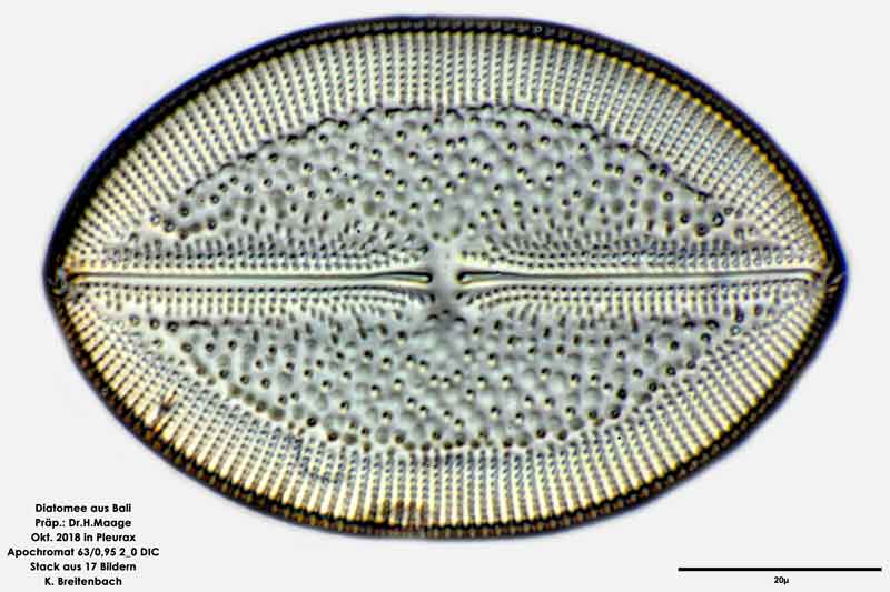 Bild 53 Diatomee aus Bali; Art: cf Lyrella praetexta (Ehrenberg) Mann 1990