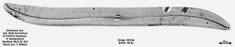 Bild 32 Diatomee aus Sylt/Keitum Watt, Art: Gyrosigma balticum (Ehrenberg) Rabenhorst 1853