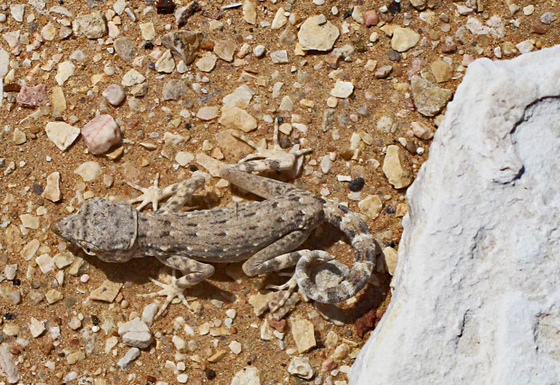 Bild 13 Geckos im Sand