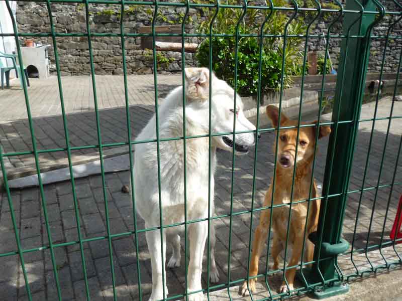 Bild 15 Hunde auf der Levadawanderung