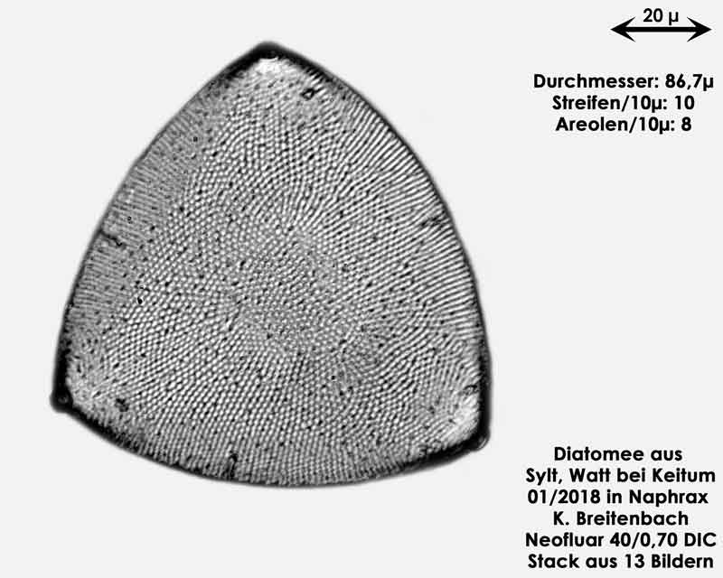 Bild 23 Diatomee aus Sylt/Keitum Watt, Art: Biddulphia rhombus var. trigona Cleve ex Van Heurck 1882