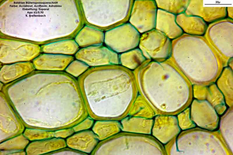 Bild 12 Blütensprossquerschnitt; Baldrian (Valeriana officinalis); Vergrößerung: 63fach