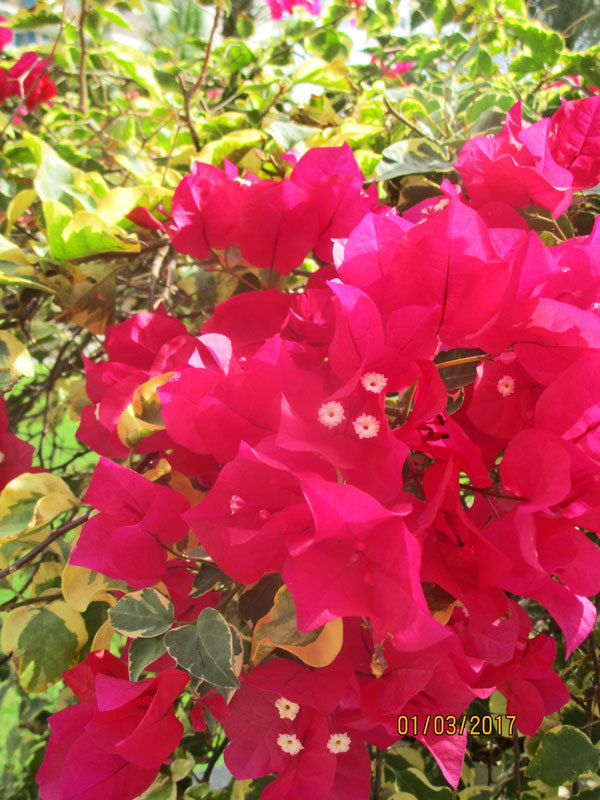 Bild 3 Blumen und Pflanzen im Hotel-Innenhof