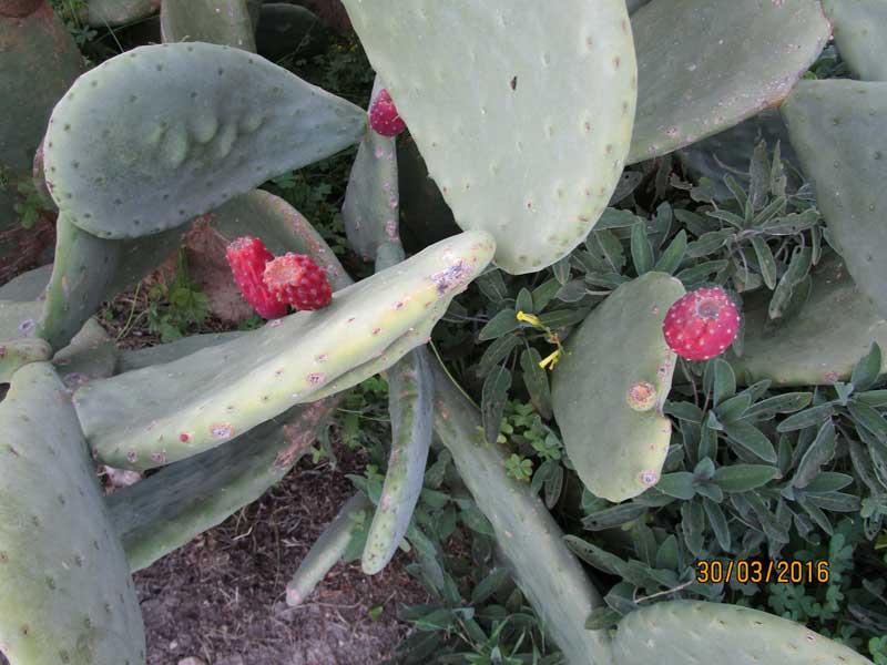 Pflanzen und Blumen in und um die Foresteria Planeta