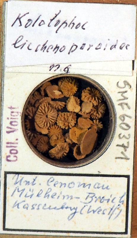 Senckenberg, Bryozoa, Bryozoen, Moostierchen, Sammlung Voigt