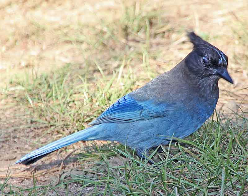 Bild 28 Vogel am Stellplatz, füttern mit Brotkrümel