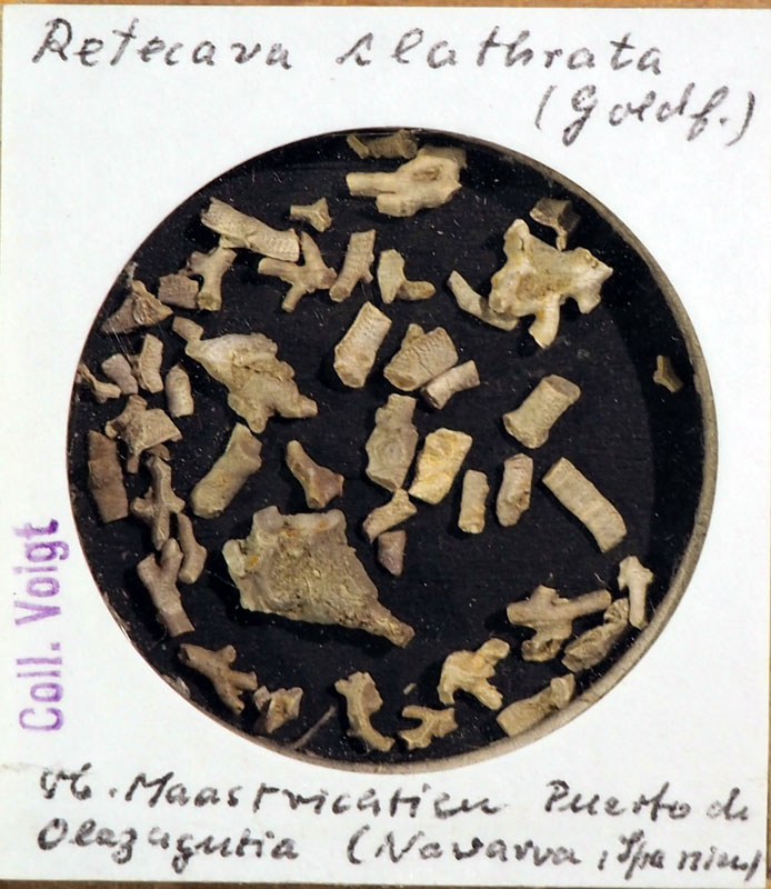 Senckenberg, Bryozoa, Bryozoen, Moostierchen, Sammlung Voigt