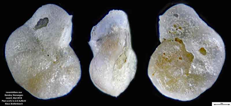 Bild 5 Foraminifere aus Radoy, Norwegen. Art: Cibicides lobatulus (Walker & Jacob, 1798)