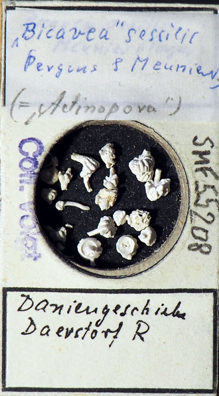 Senckenberg, Bryozoa, Bryozoen, Moostierchen, Sammlung Voigt