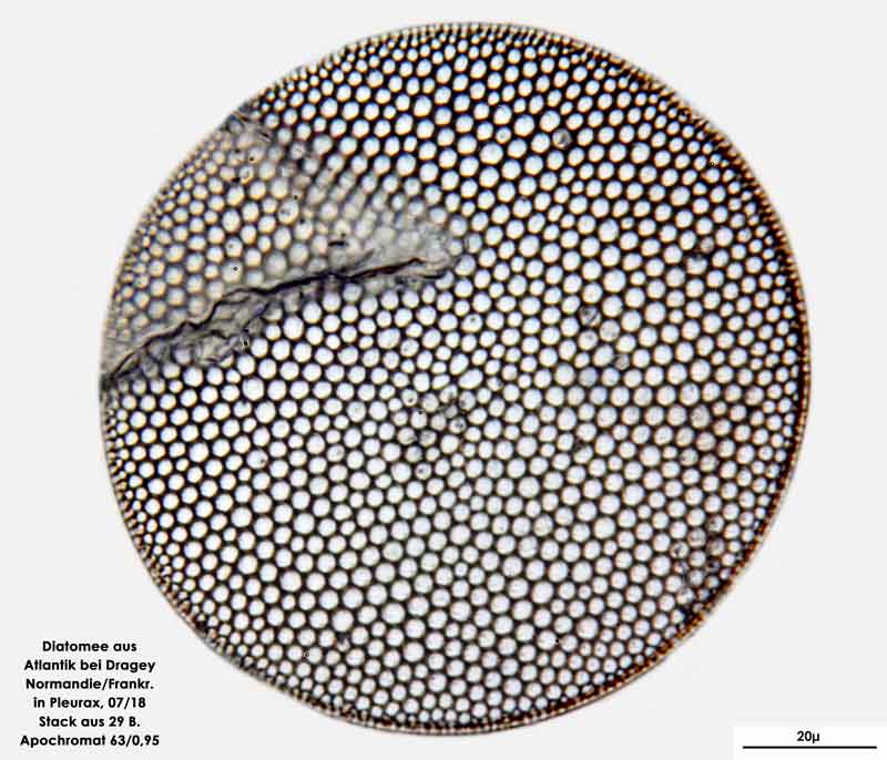 Bild 32 Diatomee aus dem Atlantik bei Draghey de Monton (Normandie). Art: Coscinodiscus centralis Ehrenberg 1839