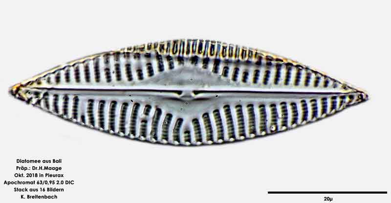 Bild 56 Diatomee aus Bali; Art: cf Navicula peregrina (Ehrenberg) Kützing 1844