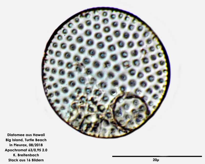 Bild 73 Diatomee aus Hawaii, Big Island, Turtle Beach. Art: Psammodiscus calceatus (T Watanabe 2013)