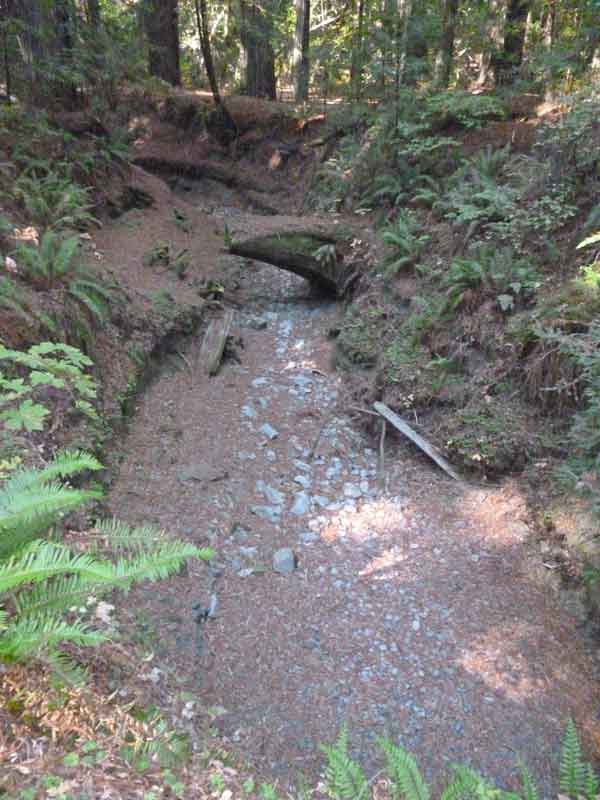 Bild 5 Ausgetrocknetes Bachbett im Humboldt Redwoods State Park