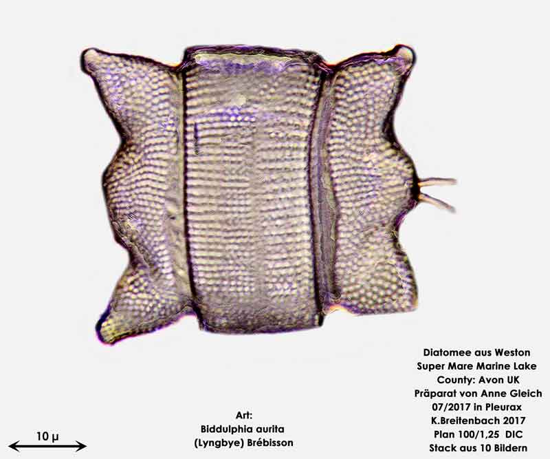 Bild 2 Diatomeen aus Weston Super Mare, UK Art: Biddulphia aurita (Lyngbye) Brébisson