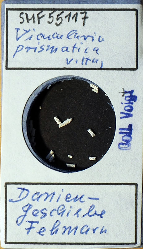 Bild 1 Francke Zelle mit Bryozoa aus Voigt Sammlung Senckenberg Frankfurt