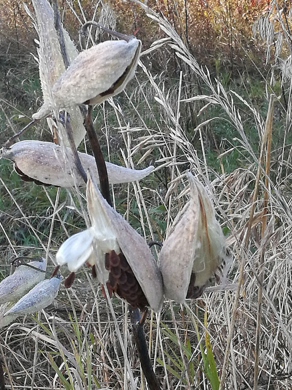 Bild 7 "Pusteblume" auf der Wanderung