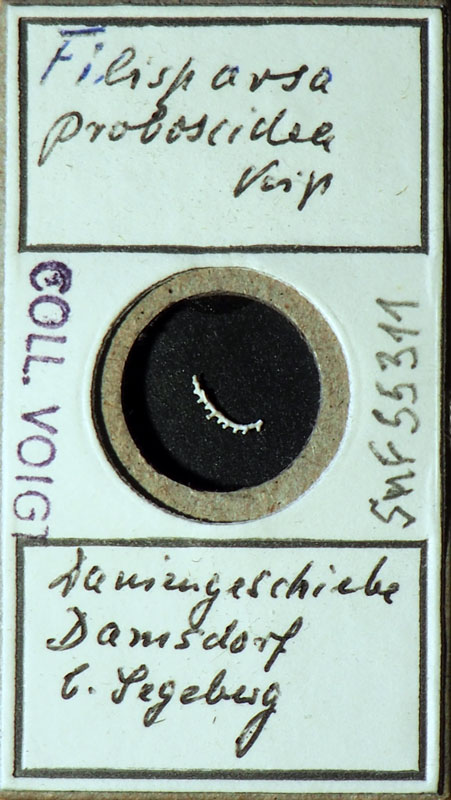 Senckenberg, Bryozoa, Bryozoen, Moostierchen, Sammlung Voigt
