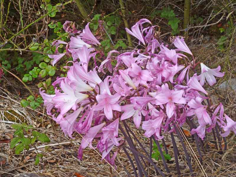 Bild 28 Blumen auf der Wanderung parallel zum Smith River in den Redwoods auf dem Hiouchi Trail