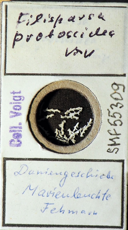 Senckenberg, Bryozoa, Bryozoen, Moostierchen, Sammlung Voigt