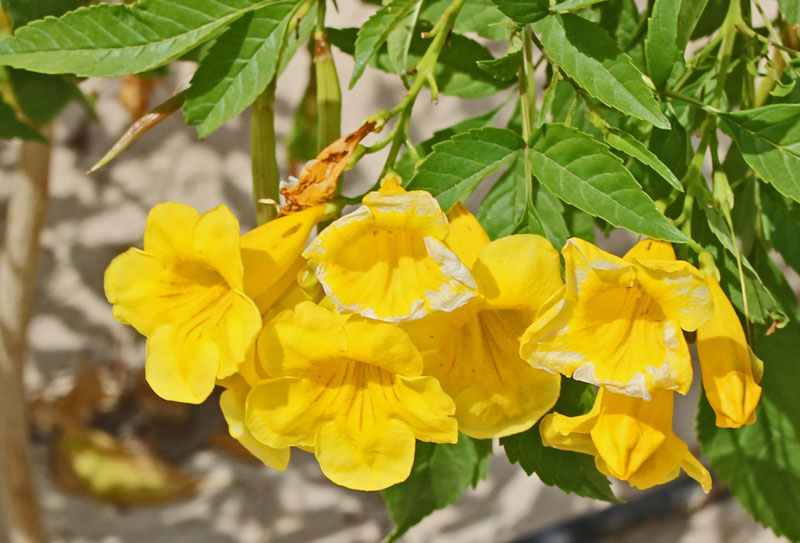 Bild 2 Blumen in der Rotana Hotelanlage