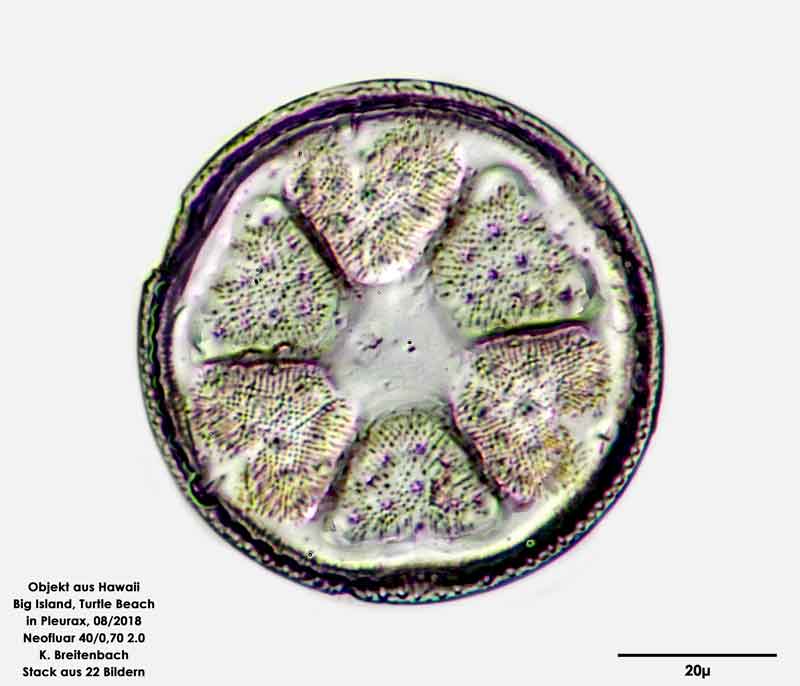 Bild 7 Diatomee aus Hawaii, Big Island, Turtle Beach. Art: Actinocyclus senarius Ehrenberg 1838