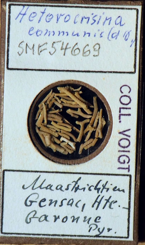 Senckenberg, Bryozoa, Bryozoen, Moostierchen, Sammlung Voigt