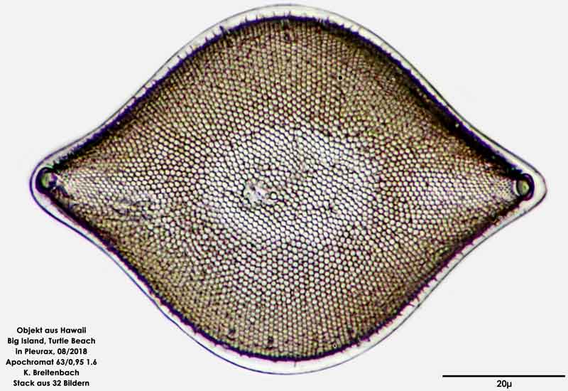 Bild 62 Diatomee aus Hawaii, Big Island, Turtle Beach. Art: Odontella rhombus (Ehrenberg) Kützing 1849