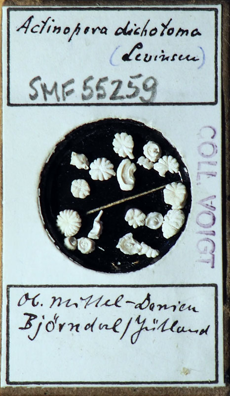 Senckenberg, Bryozoa, Bryozoen, Moostierchen, Sammlung Voigt