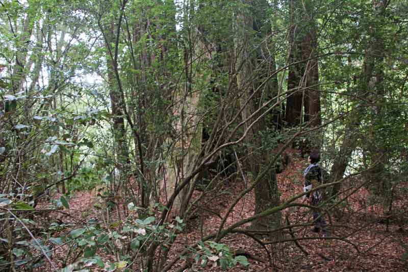 Bild 12 Auf der Wanderung durch die Redwoods