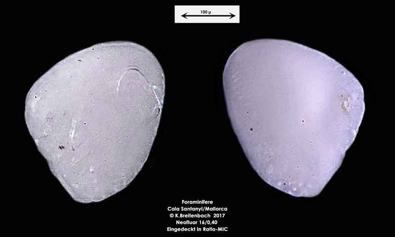 Bild 30 Foraminifere aus Mallorca Cala Santanyi, Art: konnte von mir nicht bestimmt werden