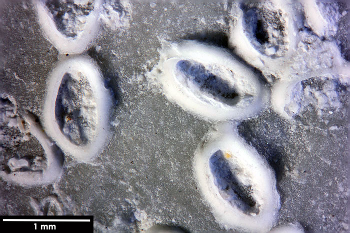 Senckenberg, Bryozoa, Bryozoen, Moostierchen, Sammlung Voigt