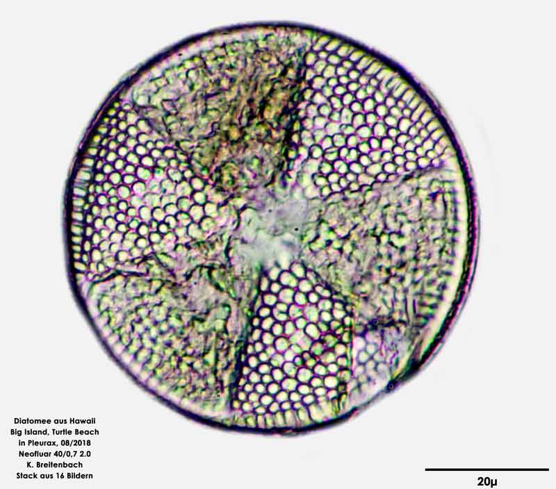 Bild 9 Diatomee aus Hawaii, Big Island, Turtle Beach. Art: Actinocyclus senarius Ehrenberg 1838
