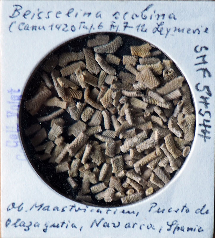 Senckenberg, Bryozoa, Bryozoen, Moostierchen, Sammlung Voigt