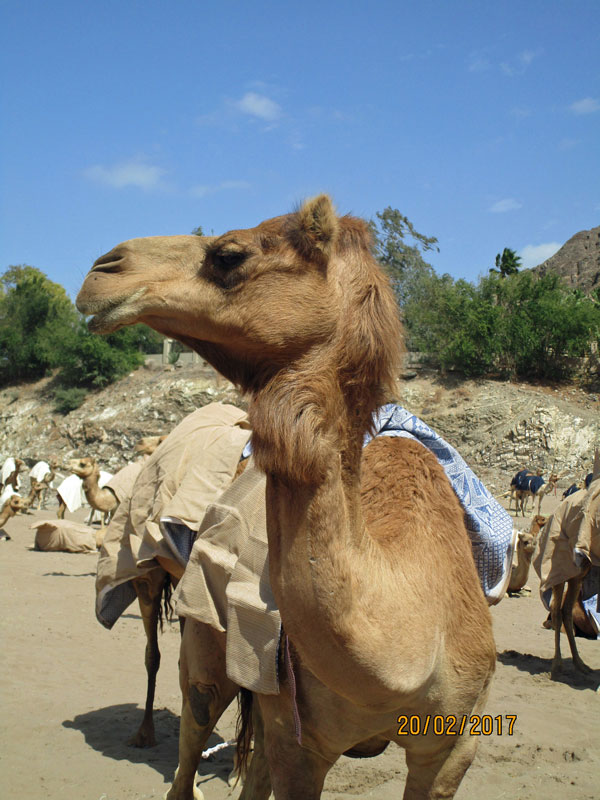 Die Kamele des Sultans