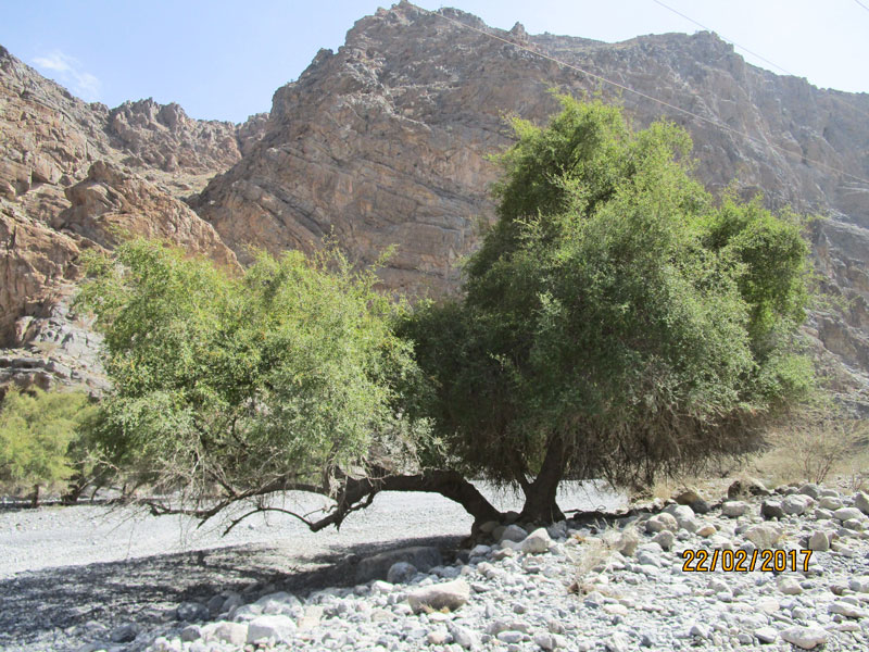 Bild 6 Fahrt ins Wadi Muaydin über einen unbefestigten Schotterweg