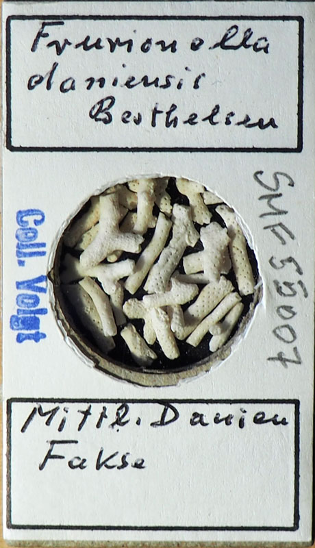 Senckenberg, Bryozoa, Bryozoen, Moostierchen, Sammlung Voigt