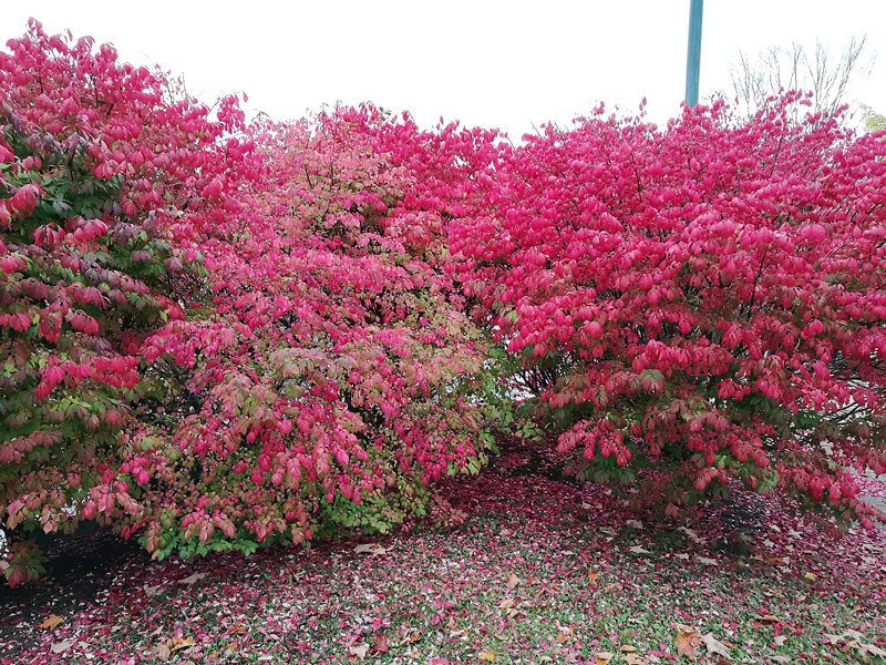 Bild 5 Herbststimmung in Brockville am St. Lorenz