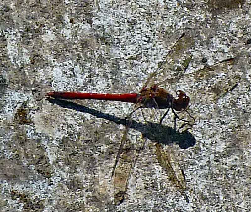 Bild 13 Libelle unterwegs bei Levadawanderung, Start oberhalb von "Ribeira Brava"